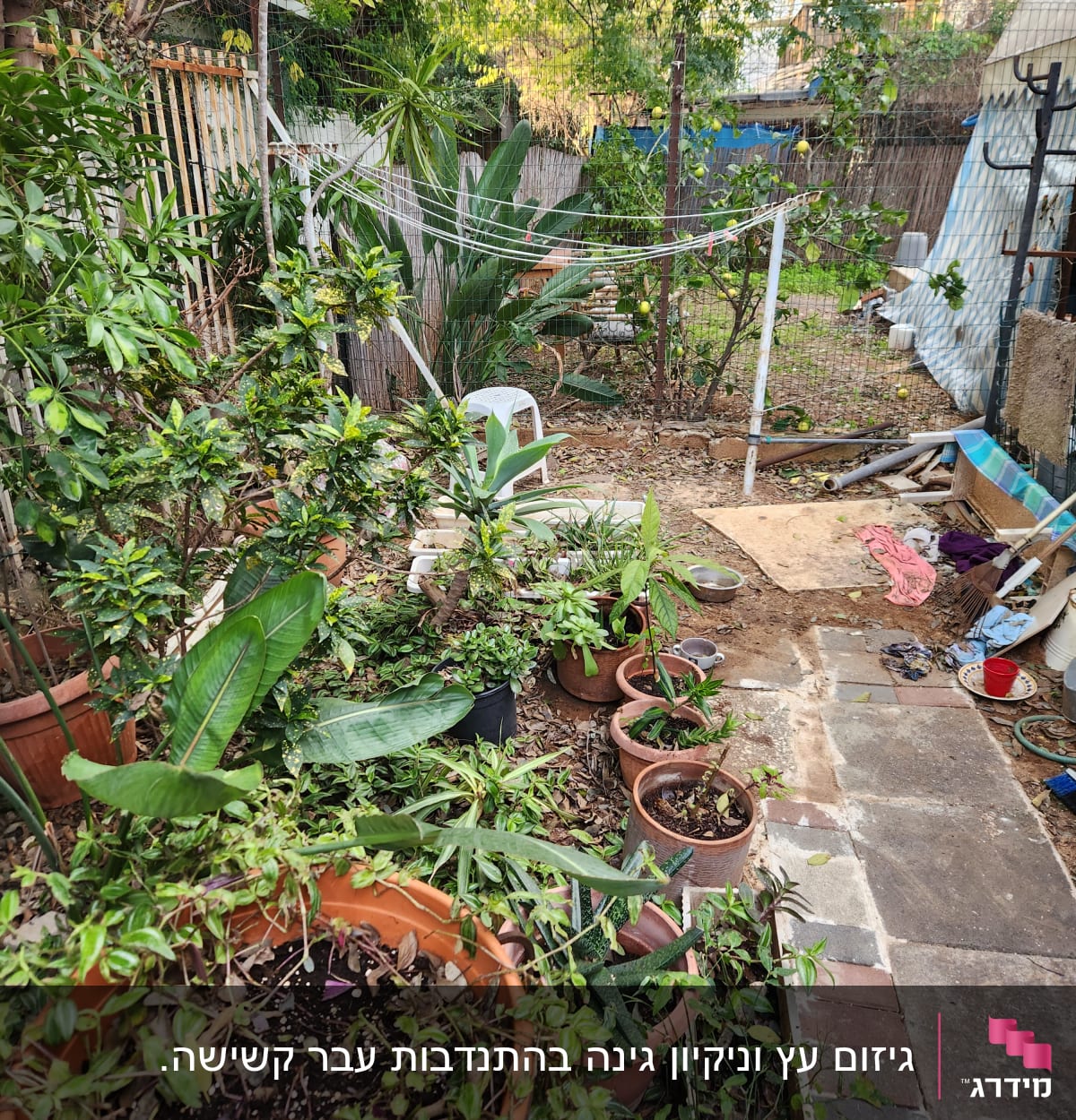 עציצים עם צמחים שונים בגינה קטנה